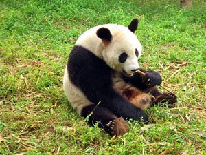 Большая панда, или бамбуковый медведь
