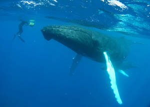 Горбатый кит