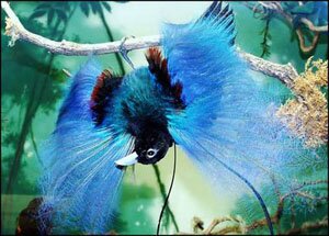 Голубая райская птица,родольфа